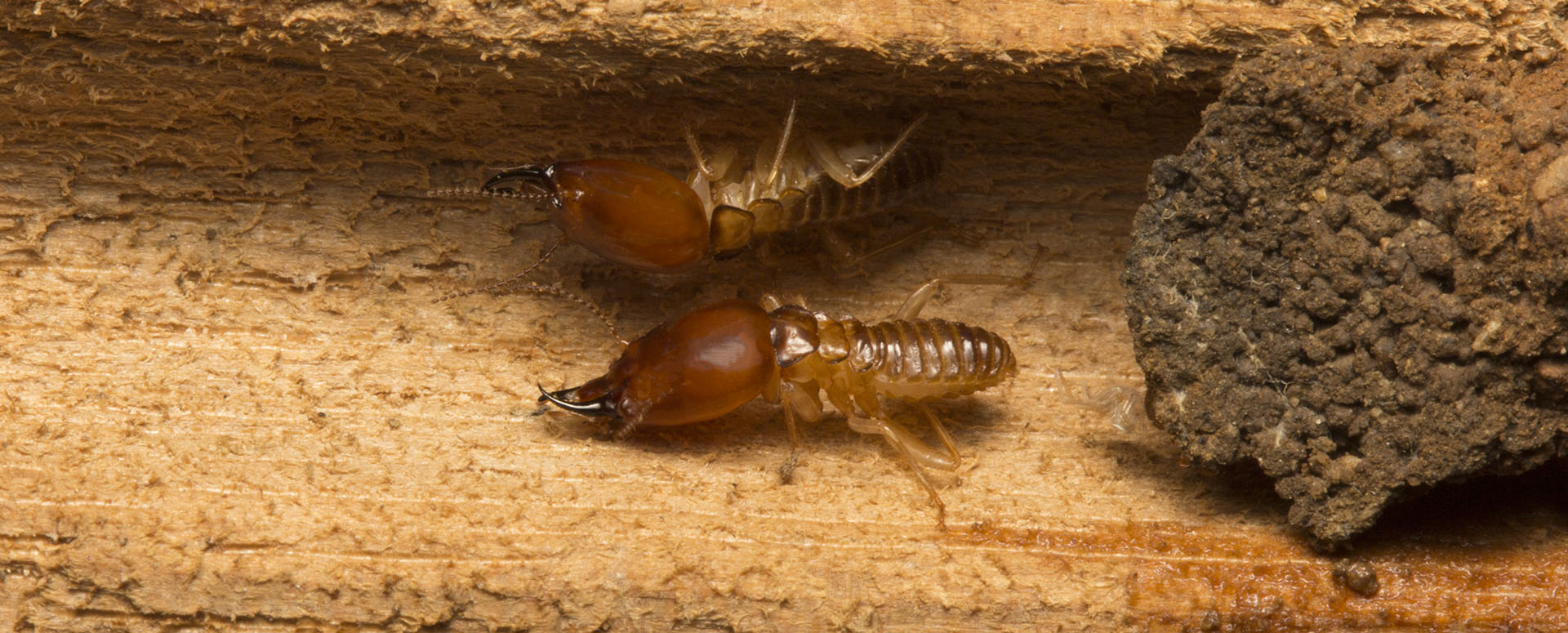 Home Lompoc Pest Control, Termite Control and Termite Inspector