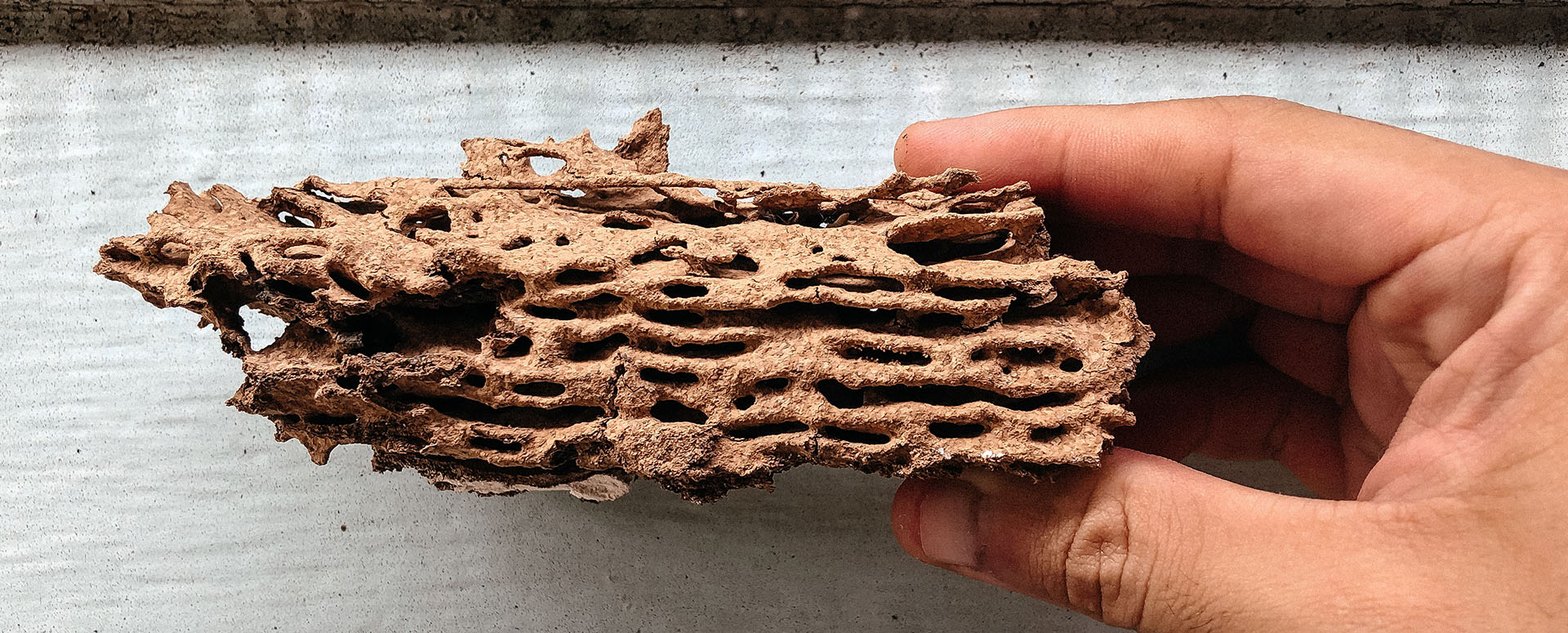 Home Lompoc Pest Control, Termite Control and Termite Inspector